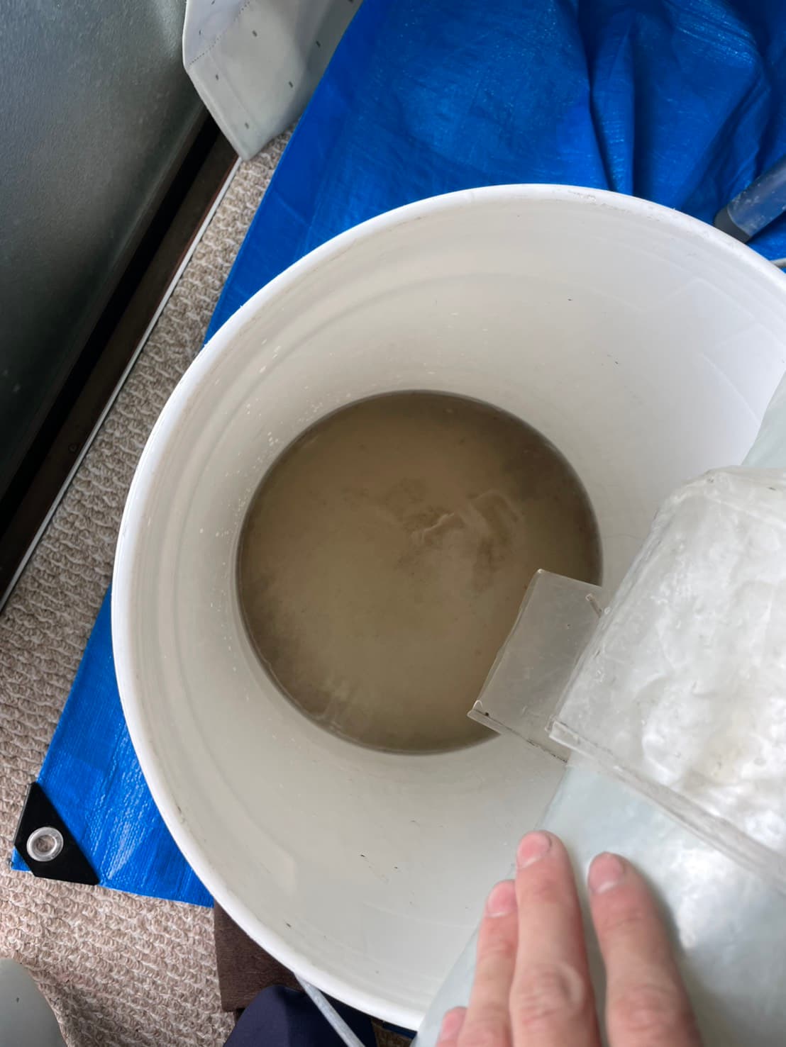 青い養生シートの上のバケツに溜まった濃い茶色の汚水の写真